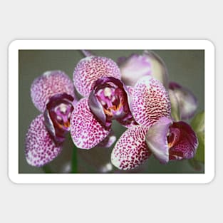 Glass Orchid Sticker